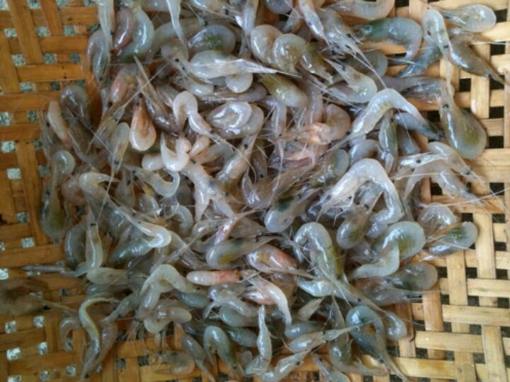 tep-tuoi-la-nguyen-lieu-quyet-dinh-huong-vi-ngon-ngot-cua-mon-banh-khoai-xu-thanh 