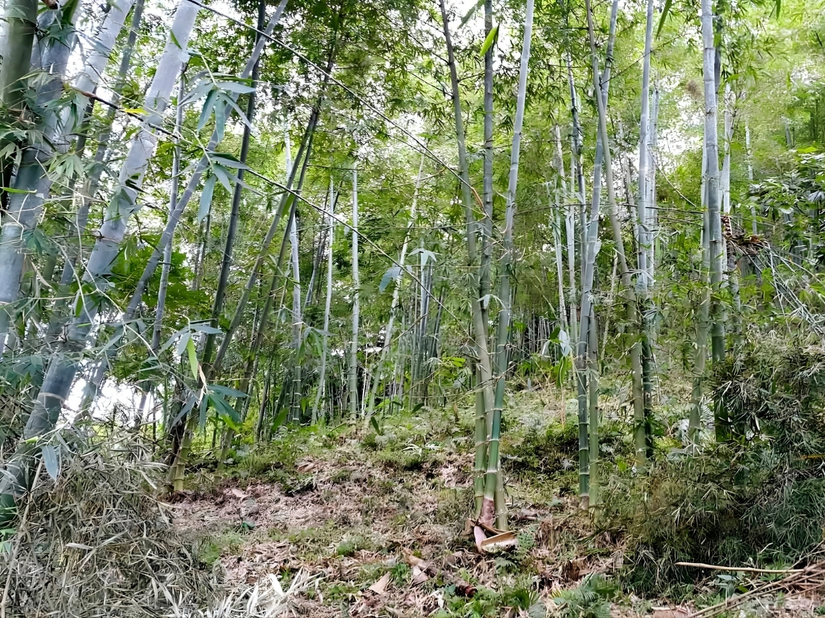 Tản bộ khám phá thiên nhiên xung quanh bản Ngàm là trải nghiệm đáng thử