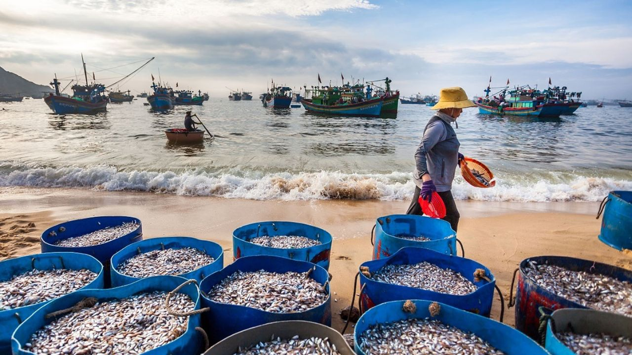 LThe Sam Son fishing village is bustling every early morning, where fresh seafood is brought ashore right after the fishing trip