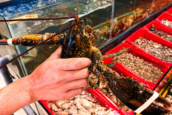 Fresh seafood is kept in water tanks, customers choose directly before preparation at Sam Son restaurants
