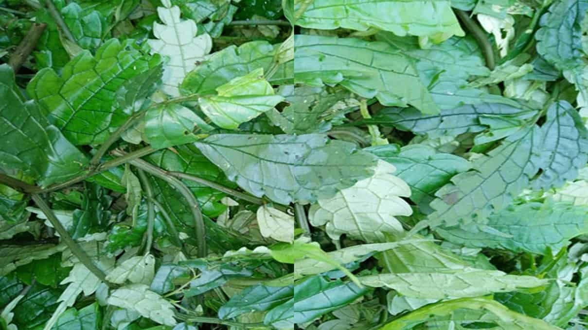 Lá đắng rừng – “linh hồn” tạo nên hương vị đặc trưng của món canh
