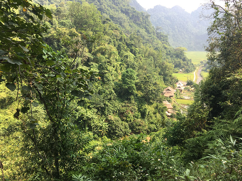 Rừng nguyên sinh xanh mát bao quanh thung lũng, tán cây dày đặc giữa núi rừng hoang sơ.