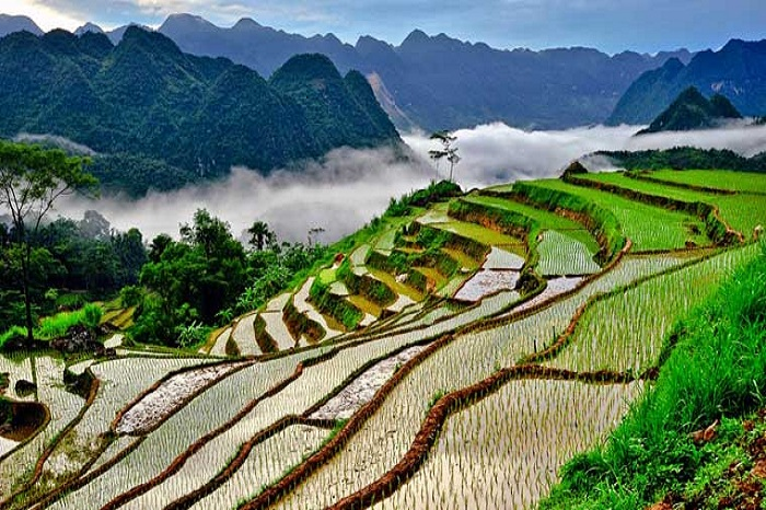 Ruộng bậc thang Kho Mường mùa nước đổ, xanh mướt giữa núi non trùng điệp.