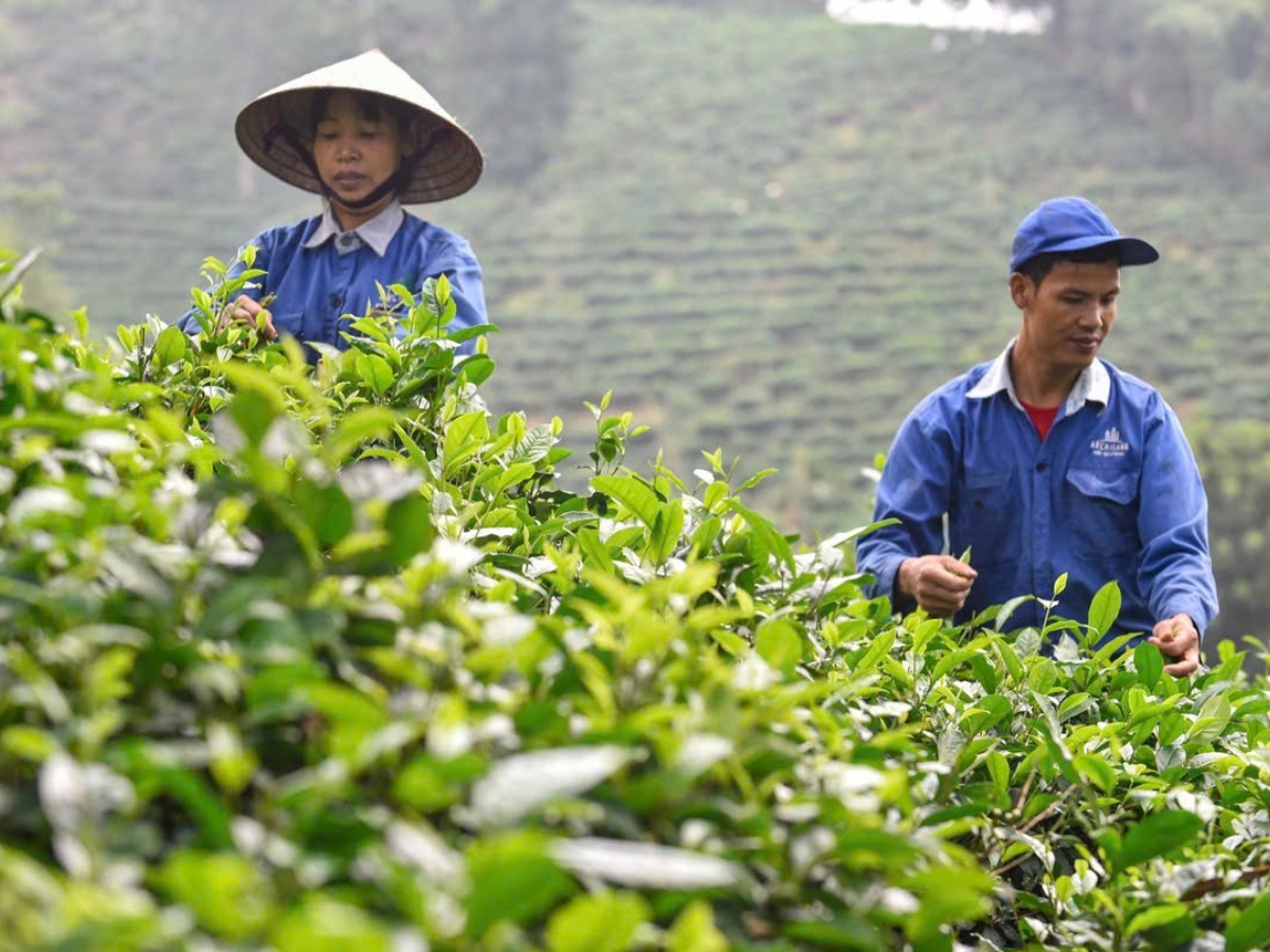 Tìm hiểu hoạt động trồng và chăm sóc chè của người dân địa phương