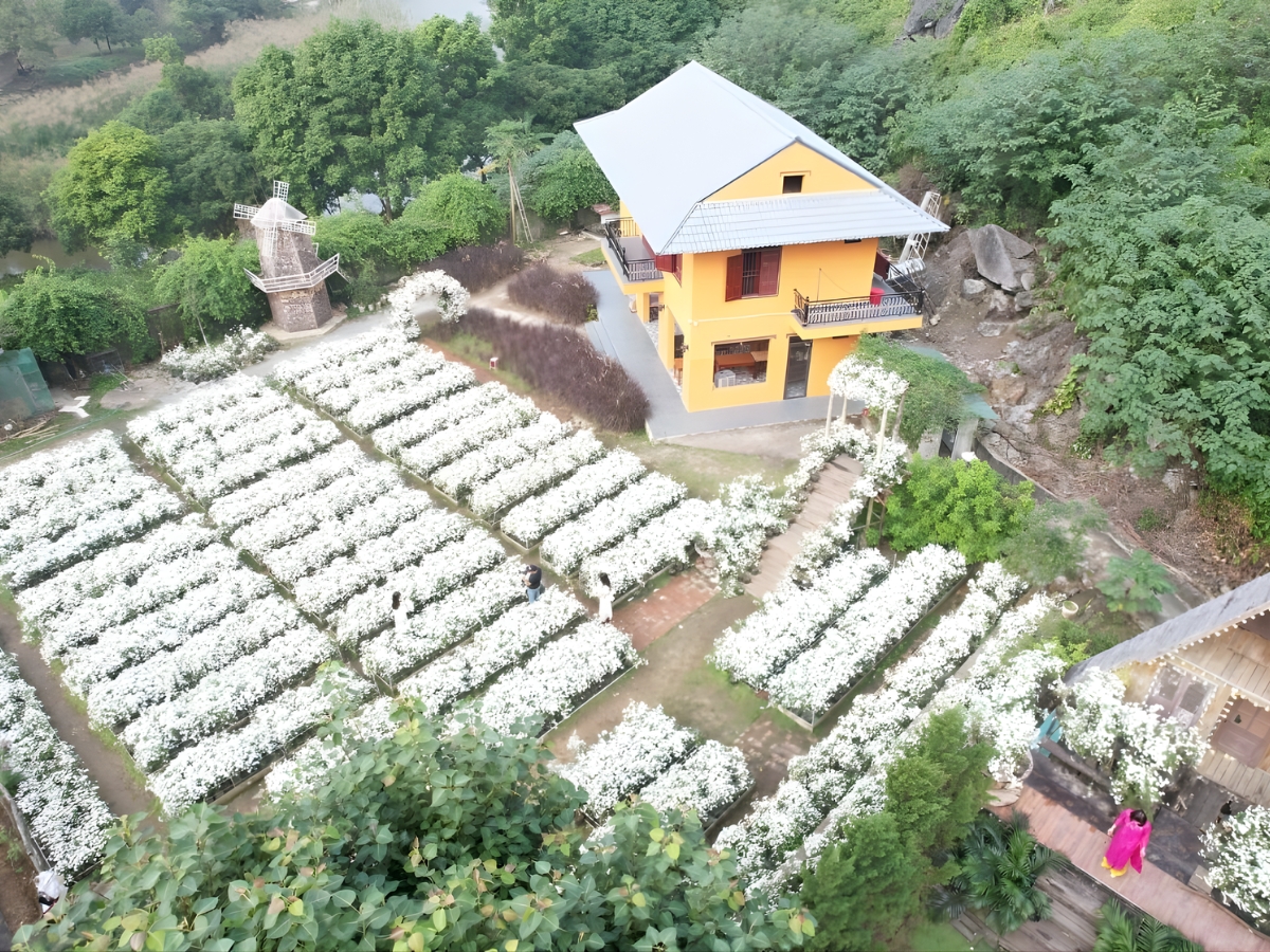Thời điểm vườn cúc họa mi động Tiên Sơn đẹp nhất là từ cuối tháng 11 đến giữa tháng 12.