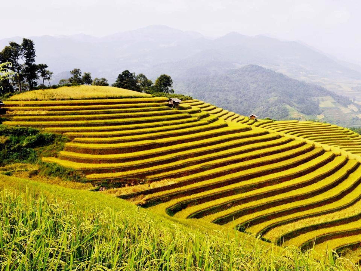 Khoảng thời gian từ tháng 9 - tháng 10 là thời điểm những thửa ruộng bậc thang tại bản Báng khoác lên mình màu vàng óng ả