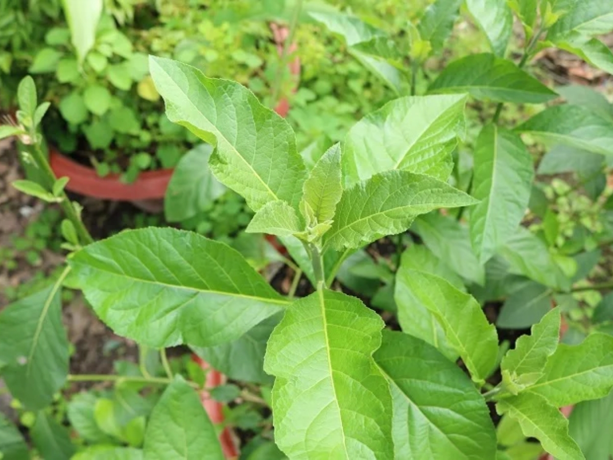 Lá đắng vừa là một loại rau nấu canh ngon, vừa là một loại thảo dược.