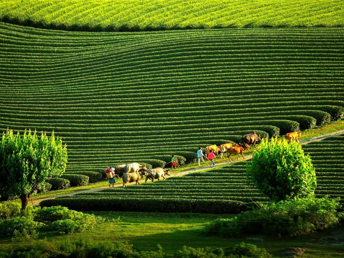 Những đồi chè xanh mát và khung cảnh yên bình tại Mộc Châu.