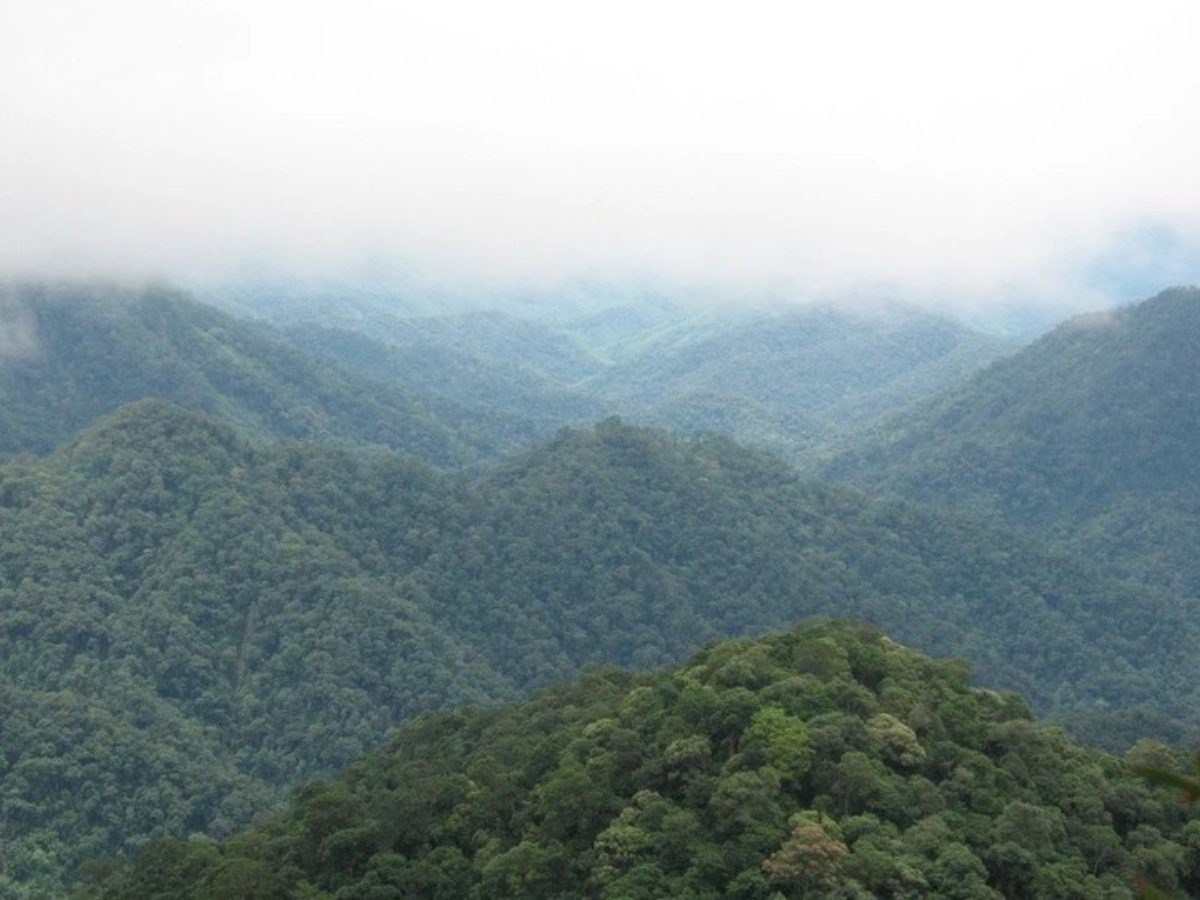 Vai trò quan trọng của vườn quốc gia Xuân Liên trong việc bảo vệ môi trường khu vực hạ du. Vai trò quan trọng của vườn quốc gia Xuân Liên trong việc bảo vệ môi trường khu vực hạ du.