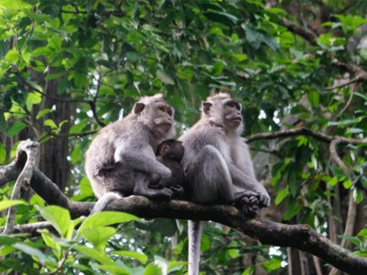 Khu bảo tồn Pù Hu Thanh Hóa là ngôi nhà của 2.640 loài động thực vật.  Khu bảo tồn Pù Hu Thanh Hóa là ngôi nhà của 2.640 loài động thực vật.