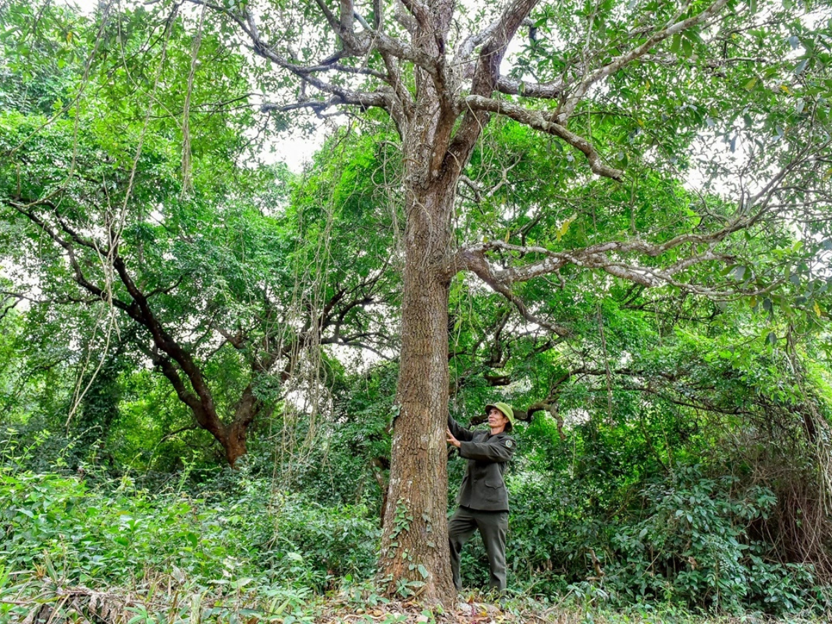 Sến mật là một trong những loài cây gỗ lớn quý hiếm nhất của rừng nhiệt đới Việt Nam.  Sến mật là một trong những loài cây gỗ lớn quý hiếm nhất của rừng nhiệt đới Việt Nam.