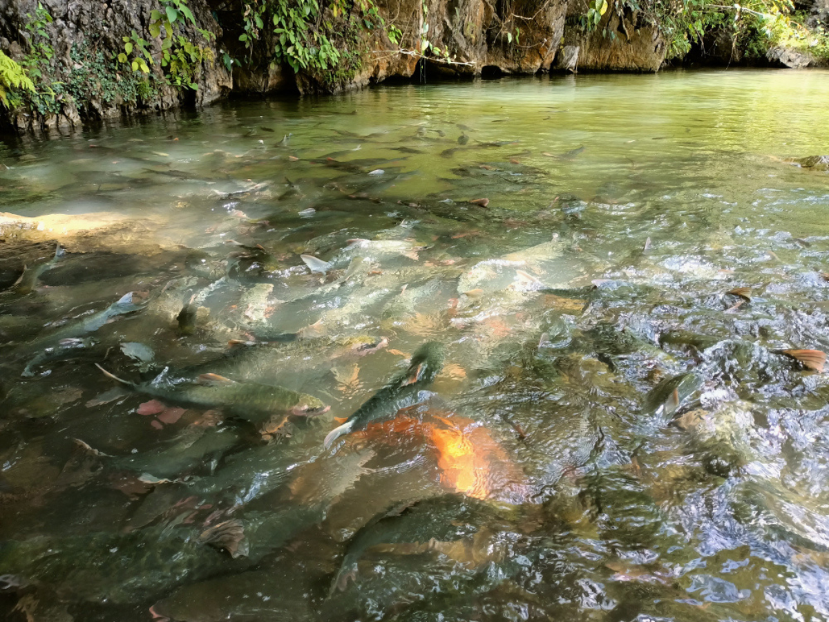 Đàn cá thần bơi lội trong làn nước trong vắt của hang cá thần Văn Nho. 