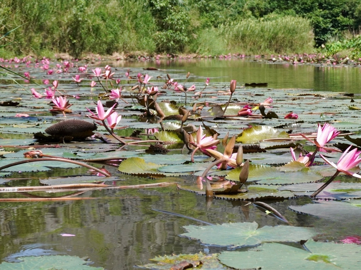 Hoa súng khoe sắc trên dòng nước dẫn vào động Kim Sơn. (Nguồn: Sưu tầm)