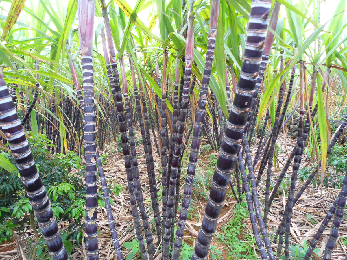 Mía tím Kim Tân nổi bật với thân tím đậm, lớp vỏ bóng mịn, mắt mía như những viên ngọc nhỏ.  Mía tím Kim Tân nổi bật với thân tím đậm, lớp vỏ bóng mịn, mắt mía như những viên ngọc nhỏ.