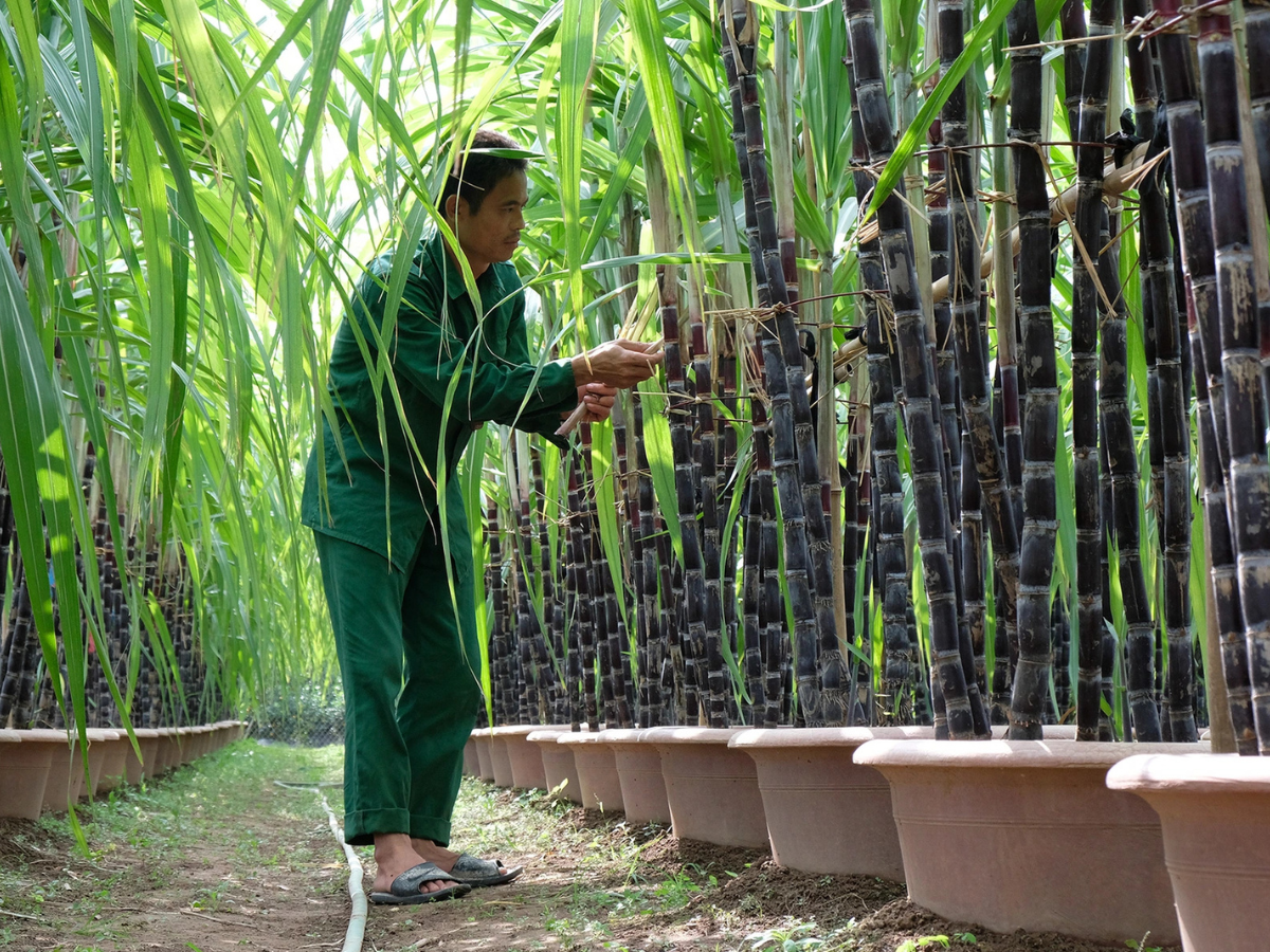 Mía tím Kim Tân trở thành đại diện văn hóa nông nghiệp đặc trưng của Thanh Hóa.  Mía tím Kim Tân trở thành đại diện văn hóa nông nghiệp đặc trưng của Thanh Hóa.