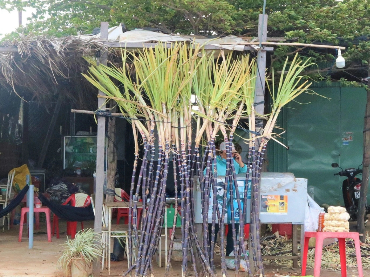 Nhiều gia đình đã có nguồn thu ổn định, cải thiện chất lượng cuộc sống nhờ mía tím Kim Tân. Nhiều gia đình đã có nguồn thu ổn định, cải thiện chất lượng cuộc sống nhờ mía tím Kim Tân.