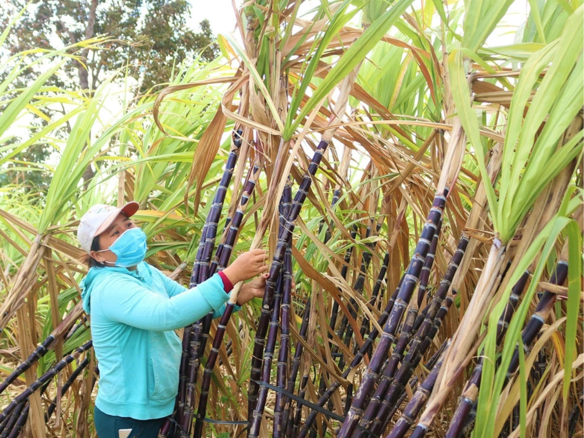 Khi thu hoạch, bà con nên ưu tiên lựa chọn các cây có vỏ bóng, màu sắc đồng đều. Khi thu hoạch, bà con nên ưu tiên lựa chọn các cây có vỏ bóng, màu sắc đồng đều.