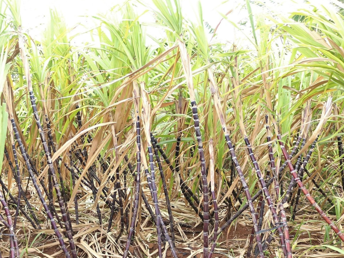 Mía tím Kim Tân là giống mía đặc sản với vị ngọt thanh đặc trưng. Mía tím Kim Tân là giống mía đặc sản với vị ngọt thanh đặc trưng.