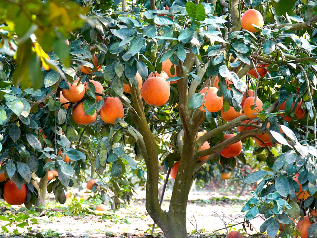 Trực tiếp tham quan vườn bưởi Luận Văn là một hoạt động du lịch nông nghiệp hấp dẫn.