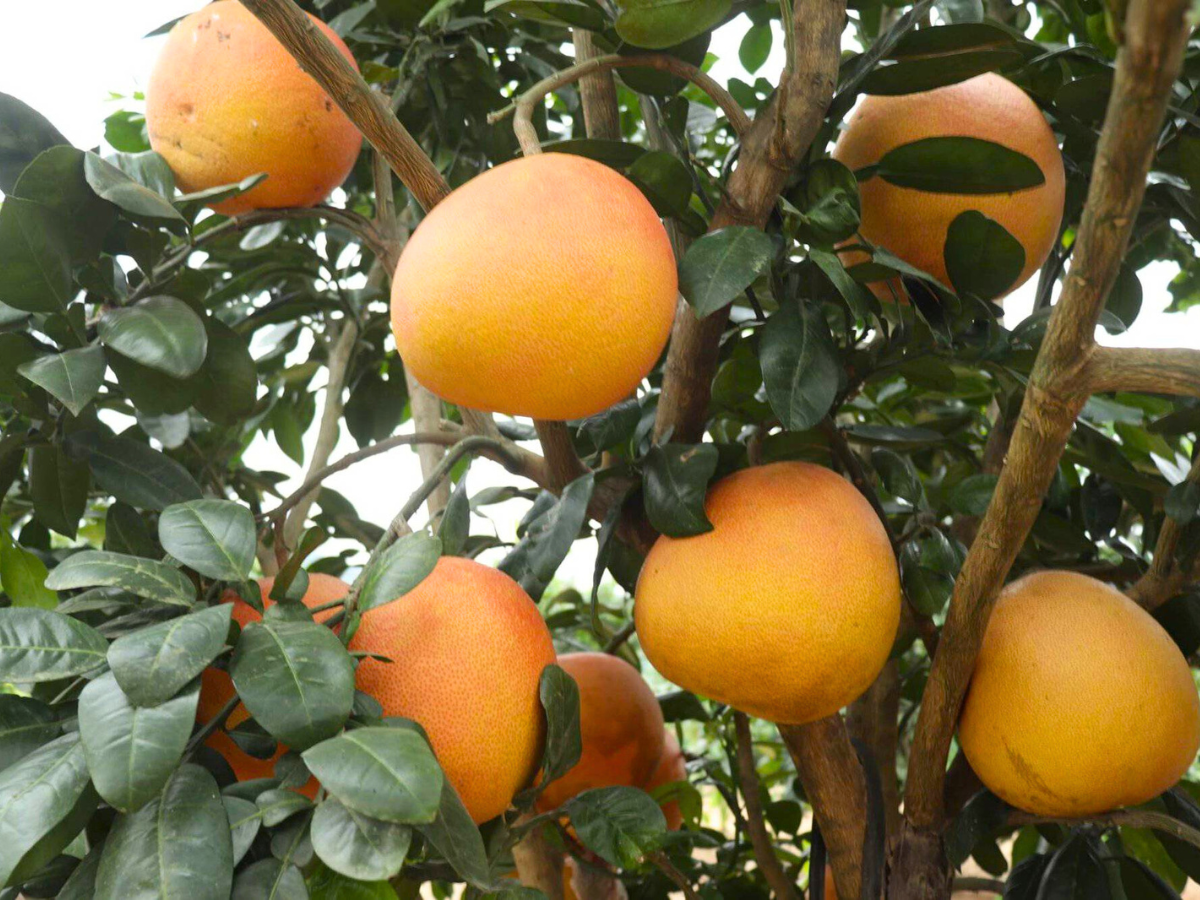 Bưởi Luận Văn là hiện thân cho lời cầu may mắn, tài lộc, thịnh vượng.