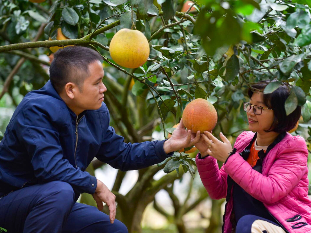 Khi lựa chọn bưởi Luận Văn, bạn nên quan sát kỹ màu sắc đặc trưng của quả. 