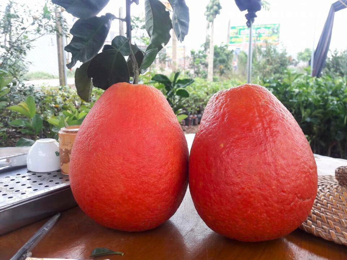 Sản lượng bưởi Luận Văn gia tăng hằng năm, đáp ứng nhu cầu tiêu dùng trong tỉnh.