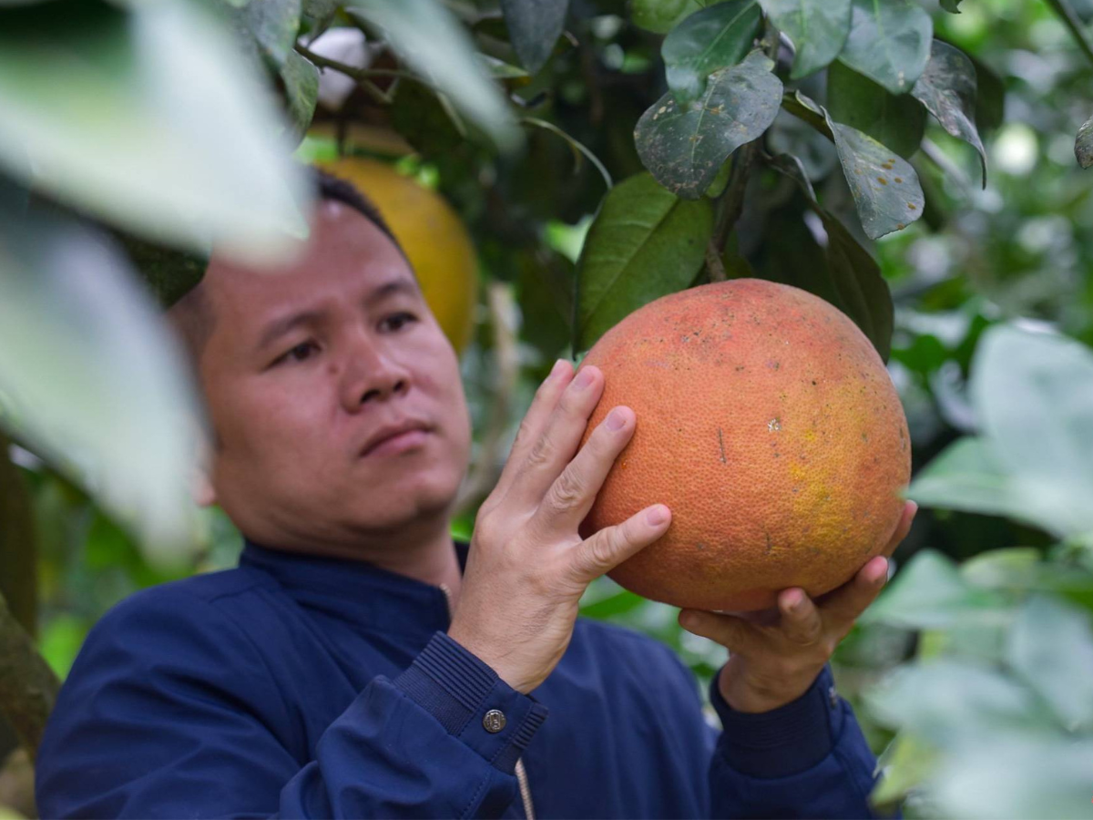 Thịt của bưởi Luận Văn rất dày, mọng nước với sắc đỏ cam đặc trưng.