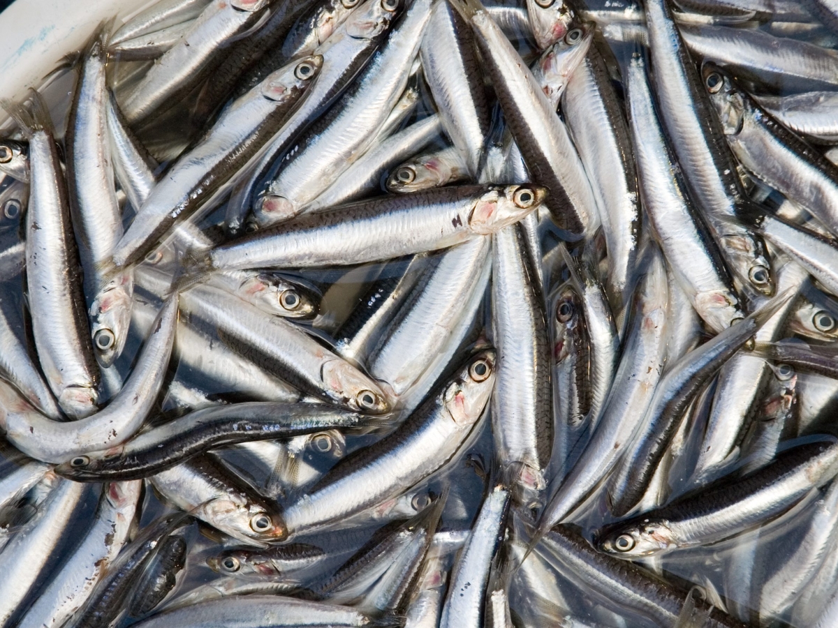 Cá sử dụng làm nước mắm phải đảm bảo tươi ngon, chất lượng. Cá sử dụng làm nước mắm phải đảm bảo tươi ngon, chất lượng.