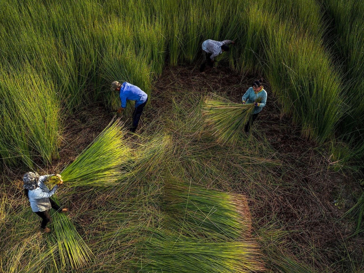 Sợi cói Nga Sơn nổi bật với sắc vàng óng tự nhiên, mềm mại, bền dẻo, khó bị gãy dập trong quá trình sử dụng lâu dài.