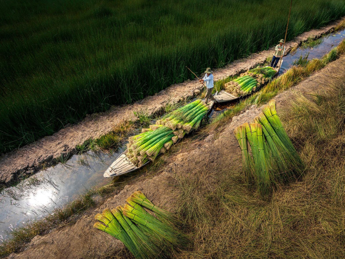 Vùng đất Nga Sơn có môi trường vô cùng thích hợp để cây cói sinh trưởng khỏe mạnh.