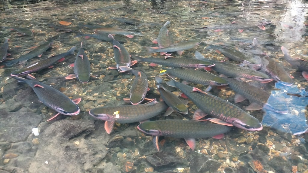 Nhiều người ghé thăm suối cá Cẩm Lương để cầu bình an và tài lộc cho cả năm.