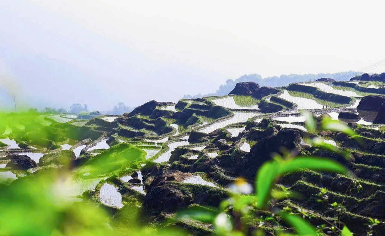 Mùa xuân về trên bản: từng thửa ruộng mạ non xanh mơn mởn.