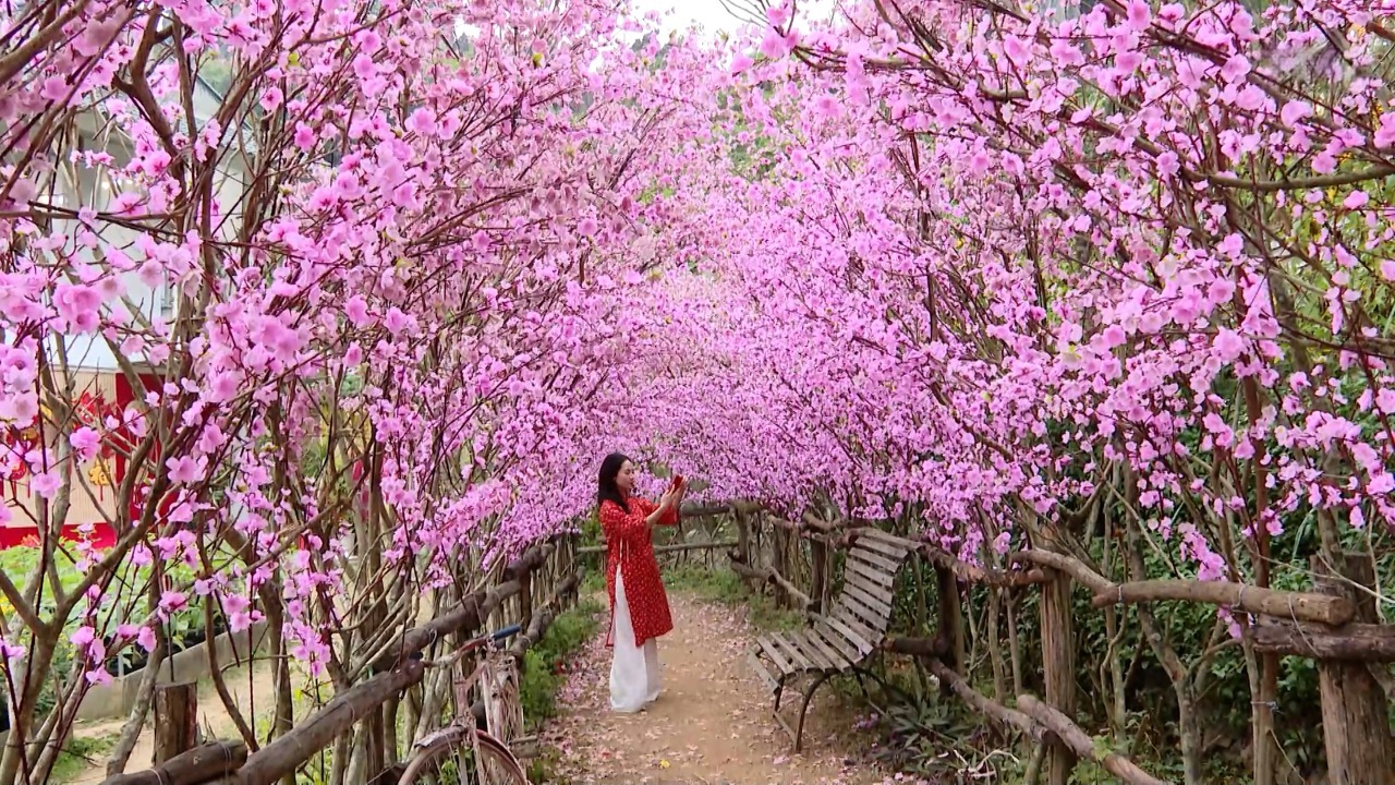 Không khí xuân ấm hoa nở, rộn ràng lòng người tại Động Tiên Sơn