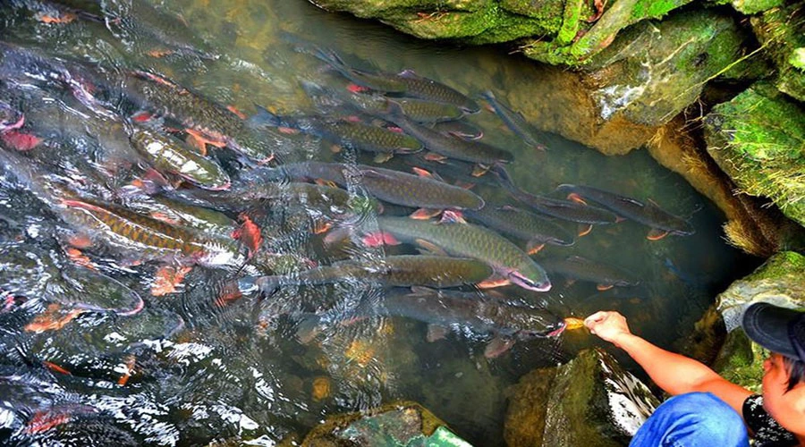 Suối Cá Thần – nơi dòng nước trong veo ôm trọn hàng nghìn “cá thần” kỳ bí. 