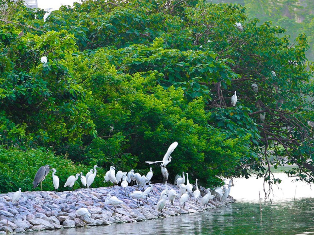 Hệ sinh thái đa dạng và phong phú, với hơn 17 loài chim khác nhau. (Nguồn: Sưu tầm)