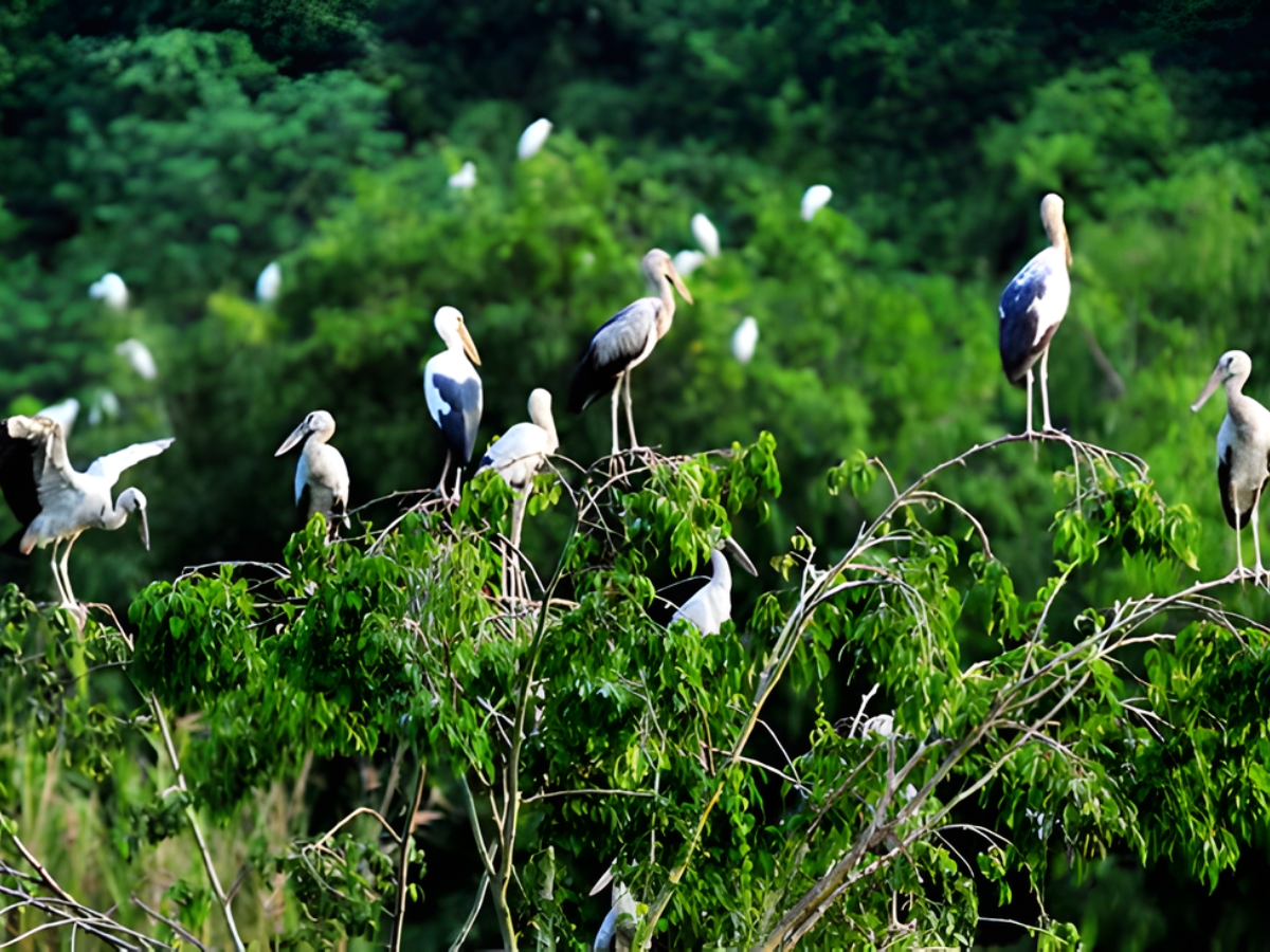Bãi cò Tiến Nông nằm tại xã An Nông, tỉnh Thanh Hóa. (Nguồn: Sưu tầm)