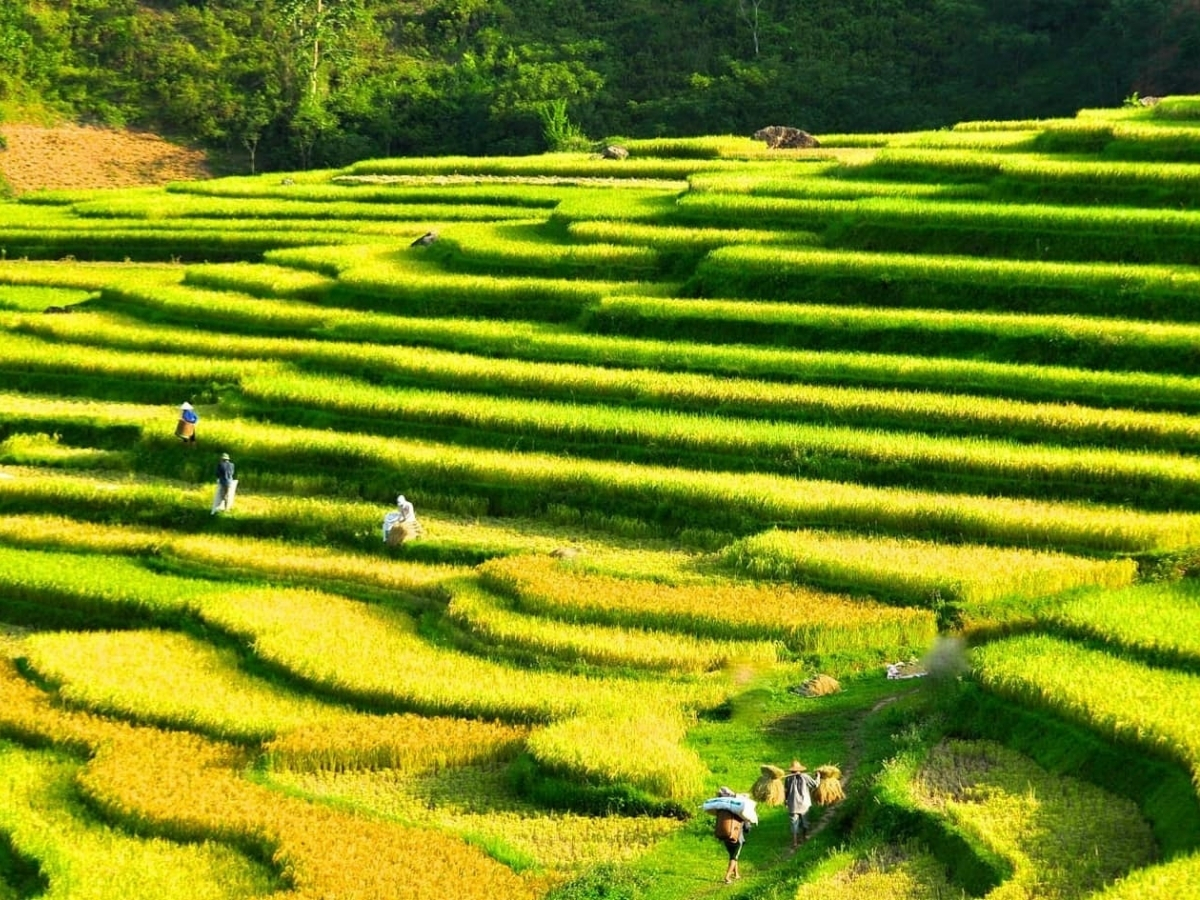 Ruộng bậc thang là hình ảnh đặc trưng tại vùng cao Thanh Hóa